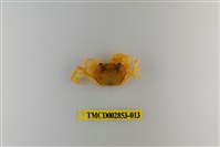 藏品(太魯閣澤蟹)的圖片